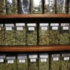 CANNABIS CAREERS: WHAT TO EXPECT WHEN YOU DECIDE TO MAKE A CHANGE