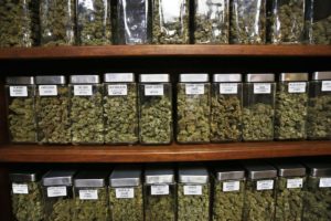 CANNABIS CAREERS: WHAT TO EXPECT WHEN YOU DECIDE TO MAKE A CHANGE